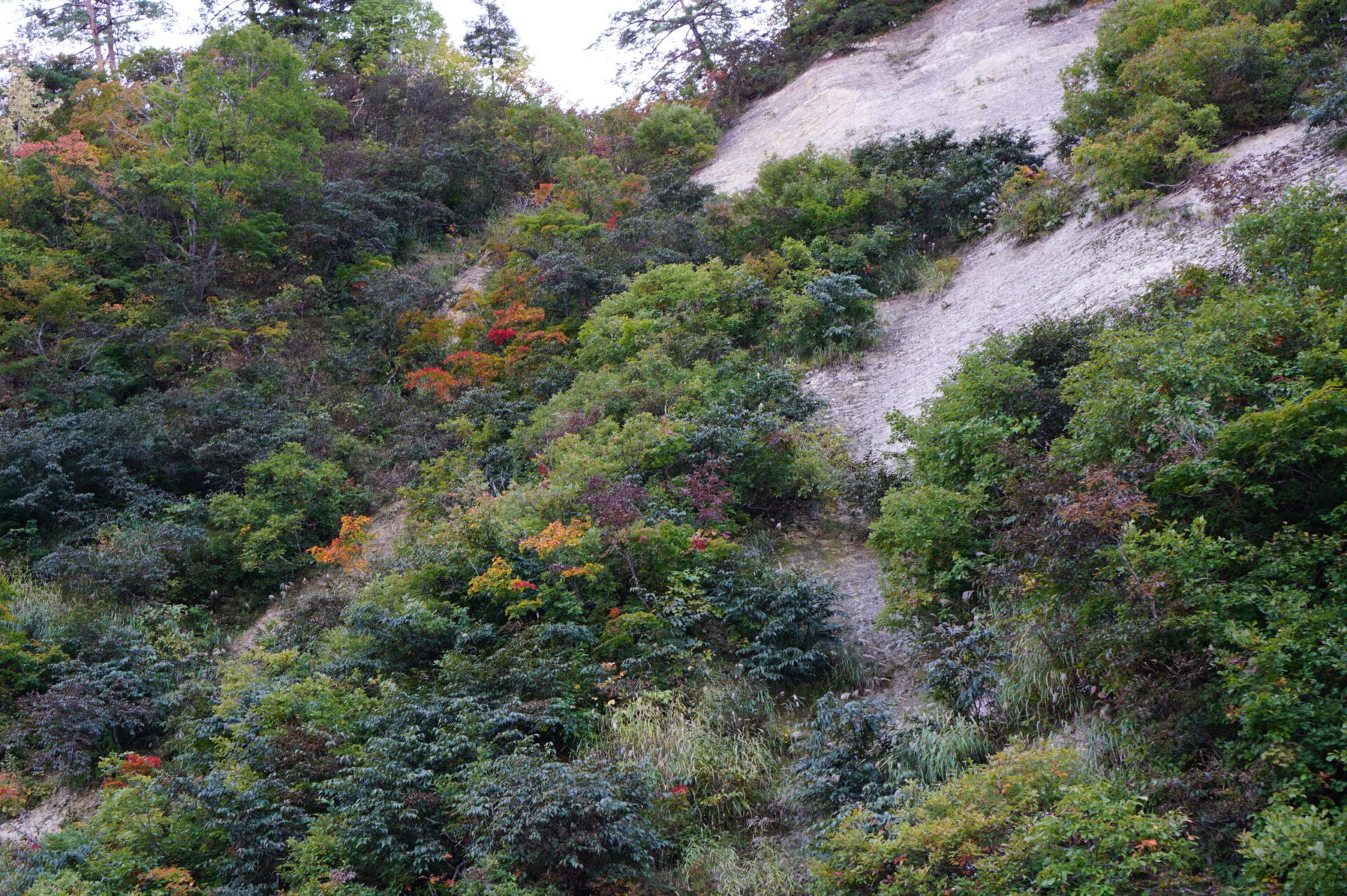四季彩の宿 ふる里 周辺の紅葉（色づき始め）