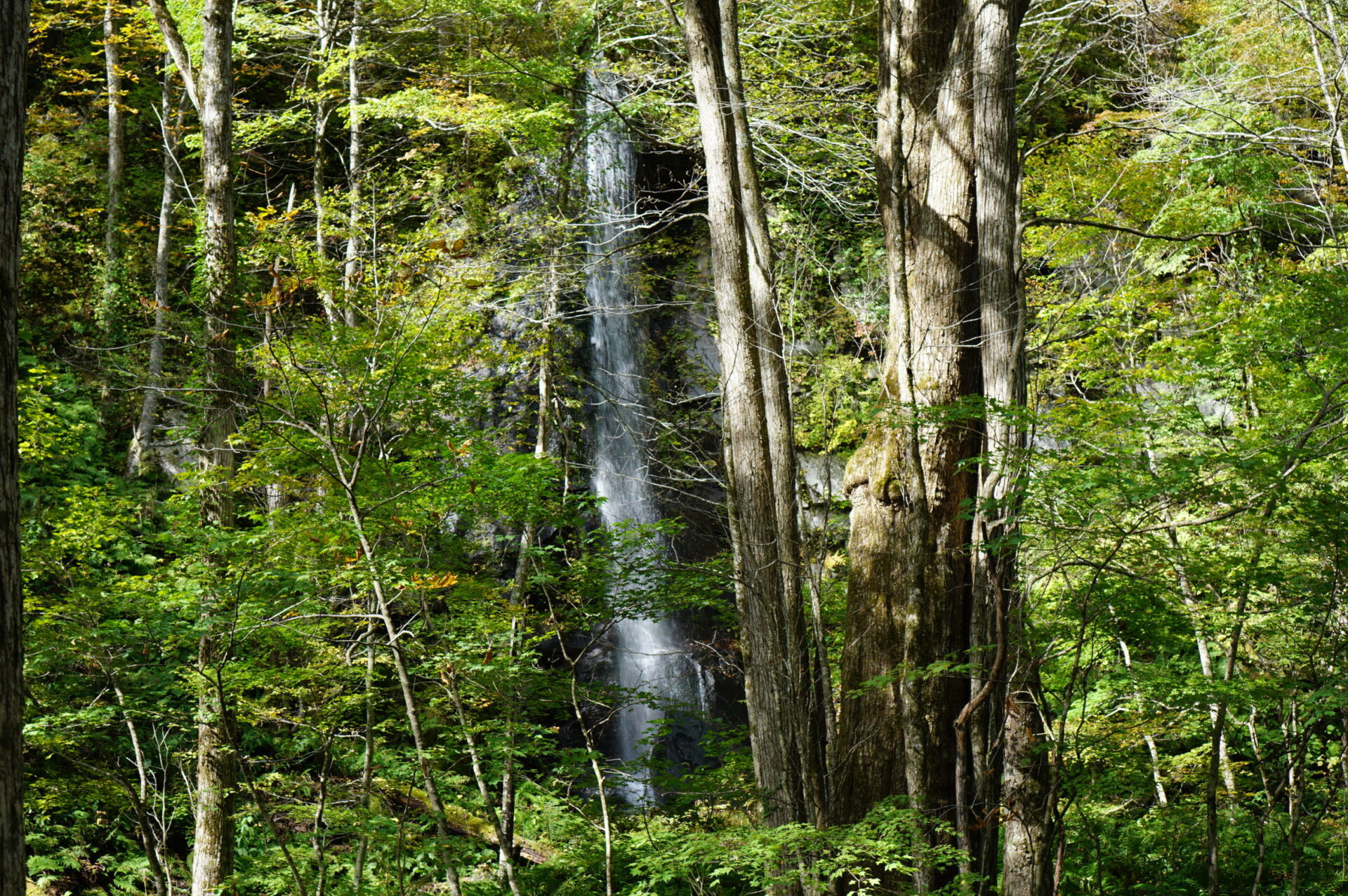 奥入瀬渓流 白糸の滝　細流が織りなす繊細美