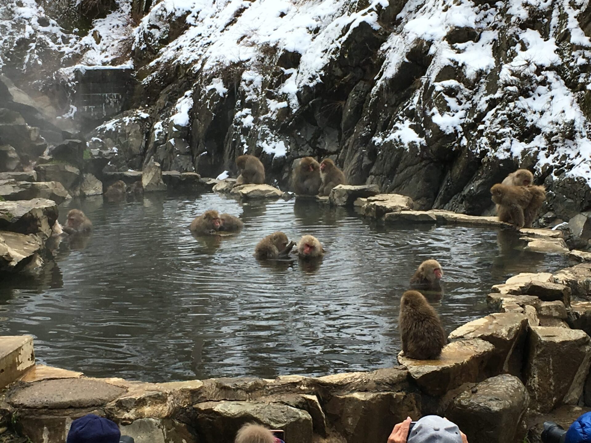 地獄谷野猿公苑　温泉につかるサル