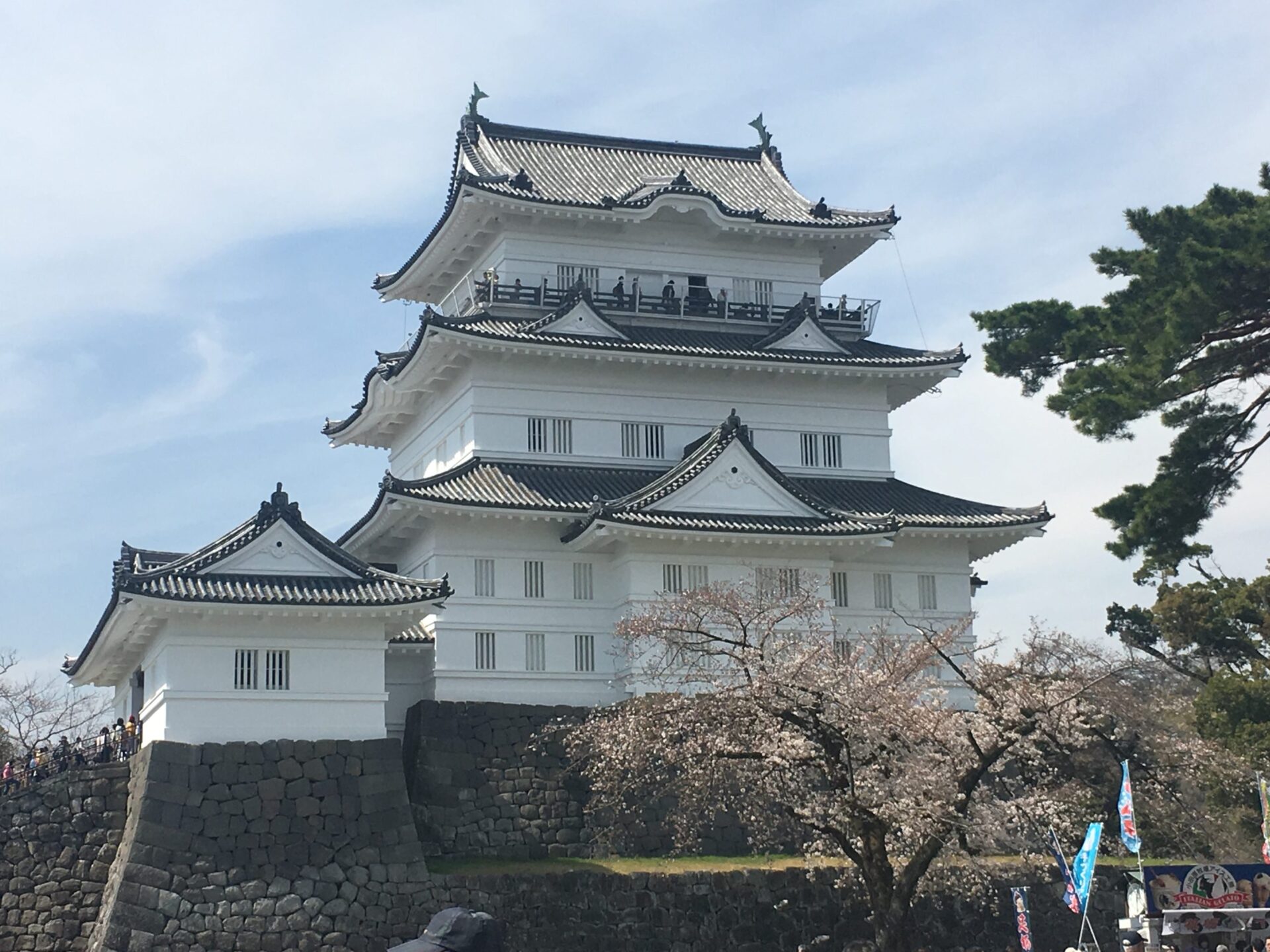 小田原城　桜