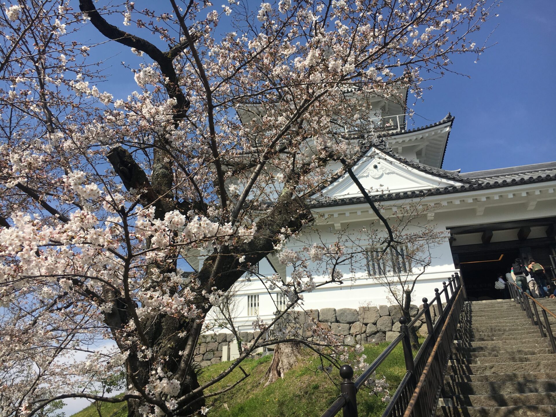 小田原城　桜