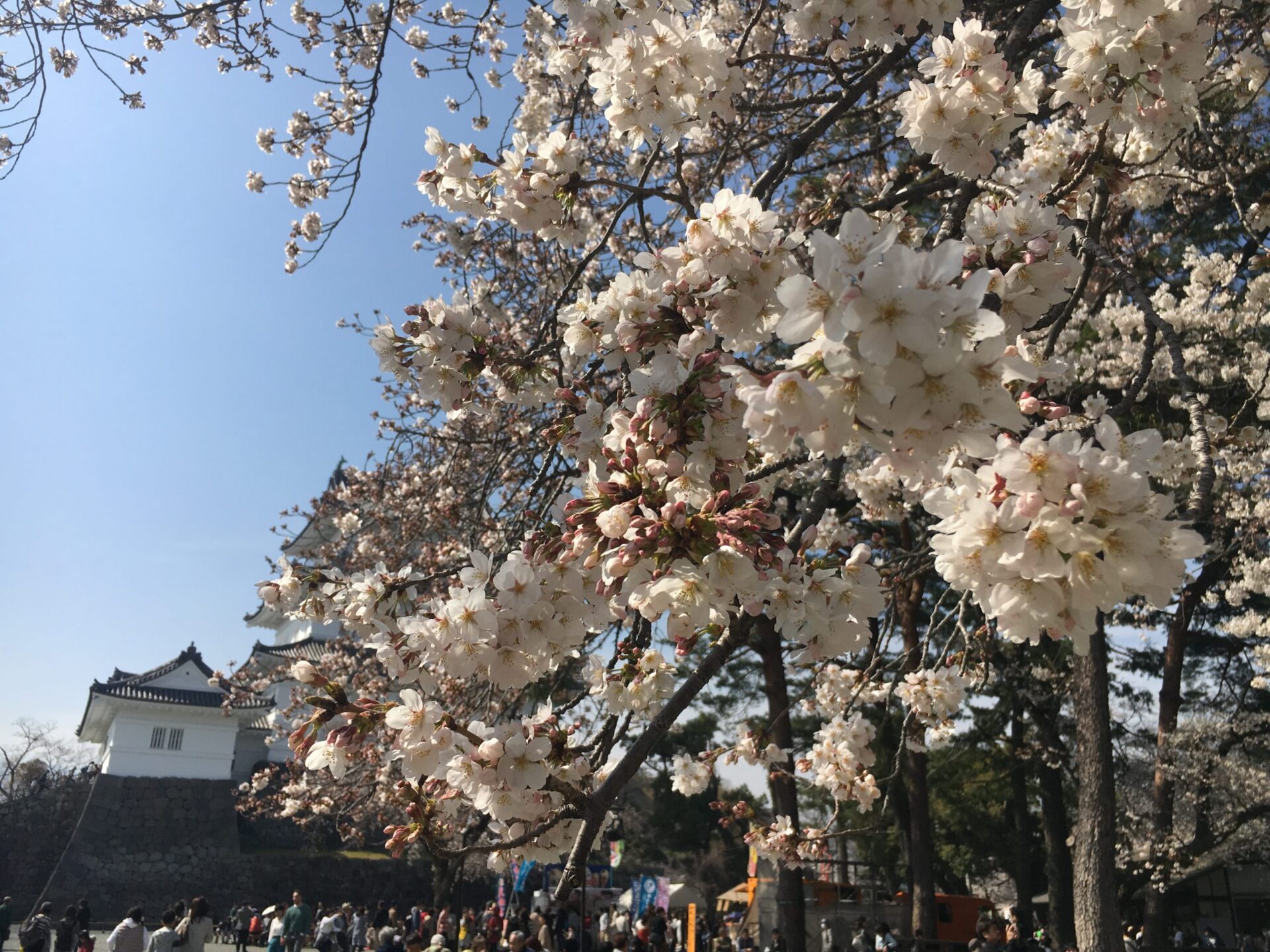 小田原城　桜