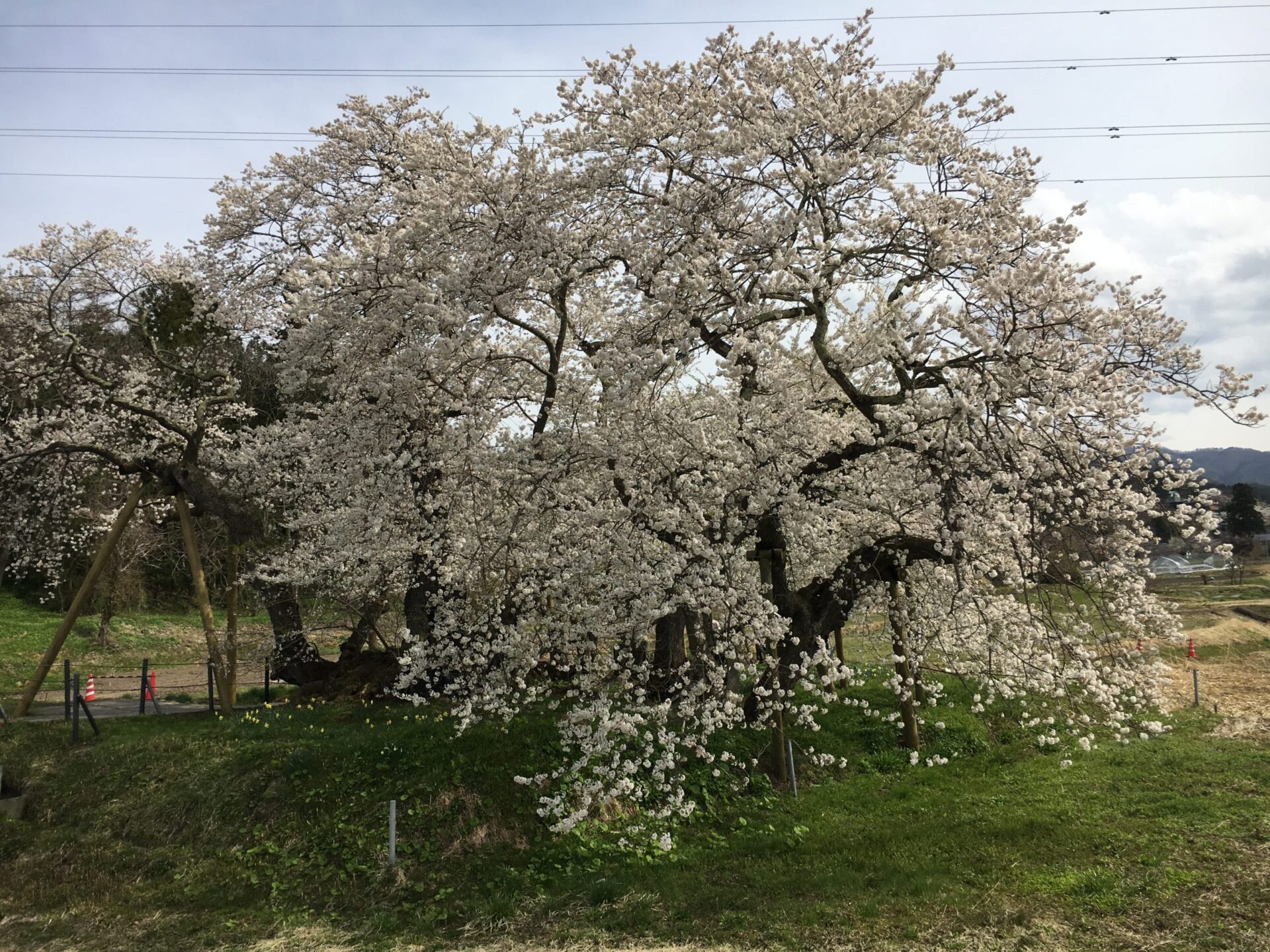 会津　お花見スポット　石部（いしべ）桜