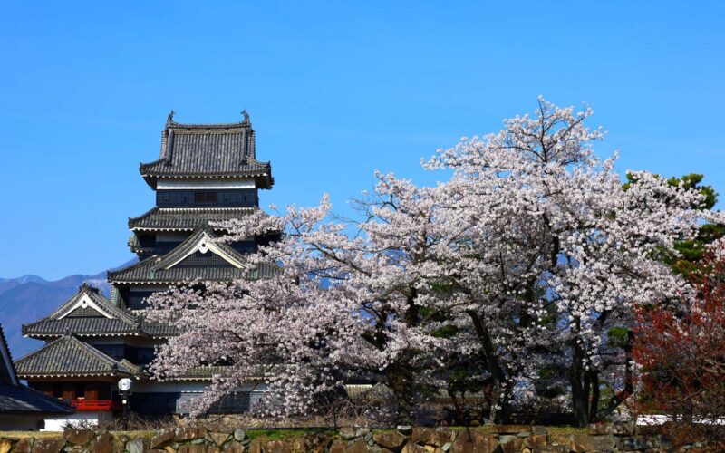 松本城　桜の季節