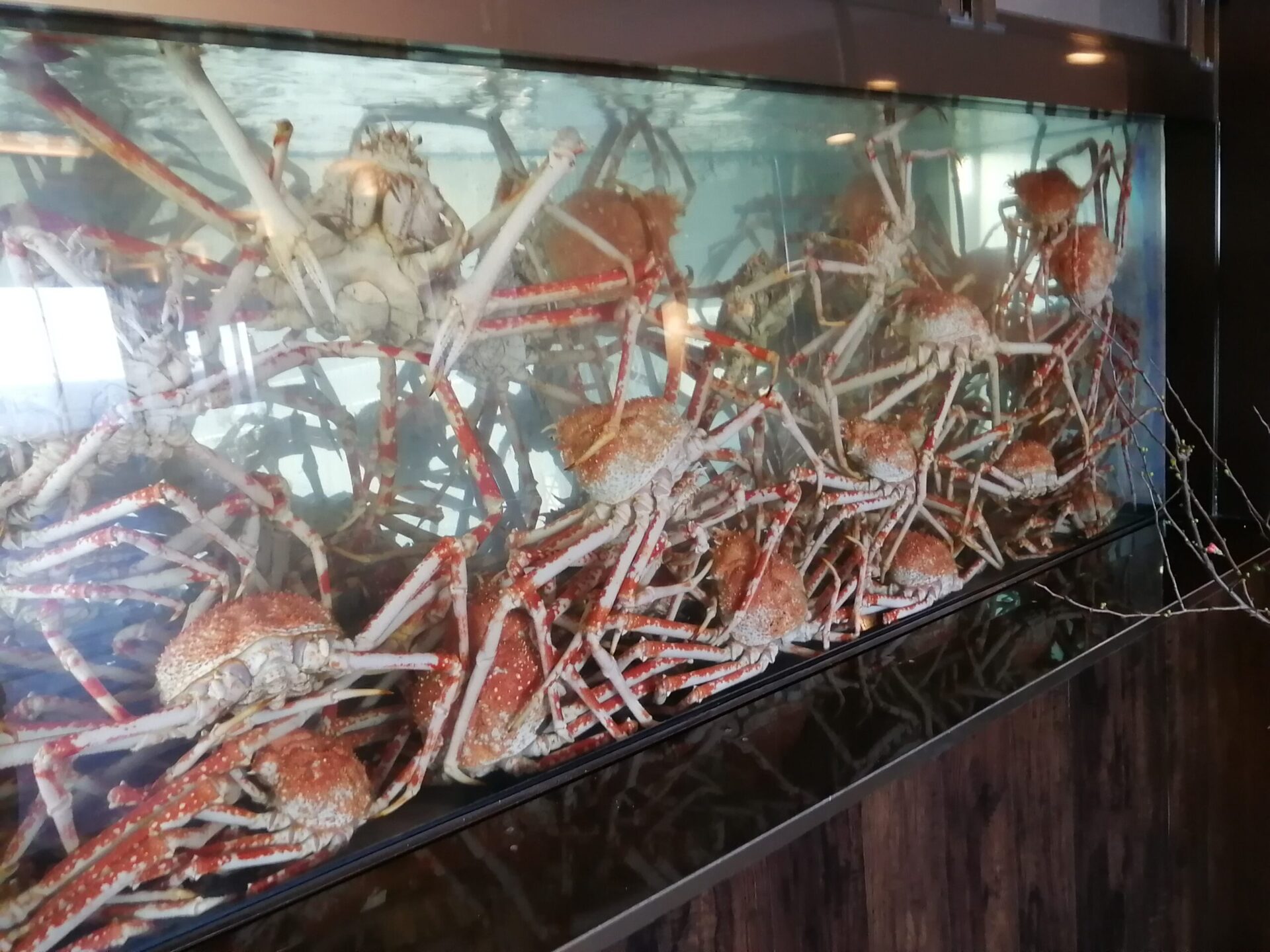 海のホテル いさば タカアシガニ