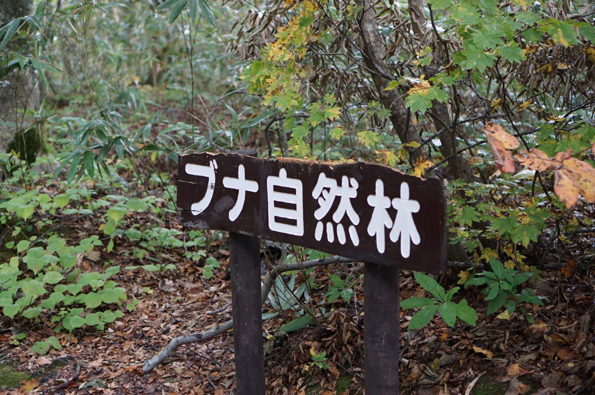 十二湖 ぶな自然林