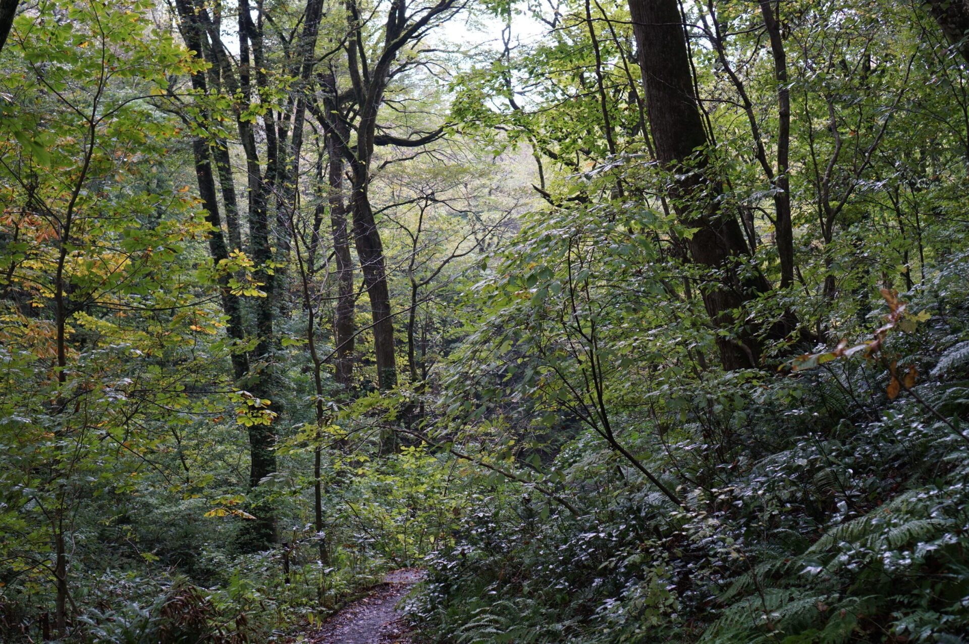 十二湖 ぶな自然林