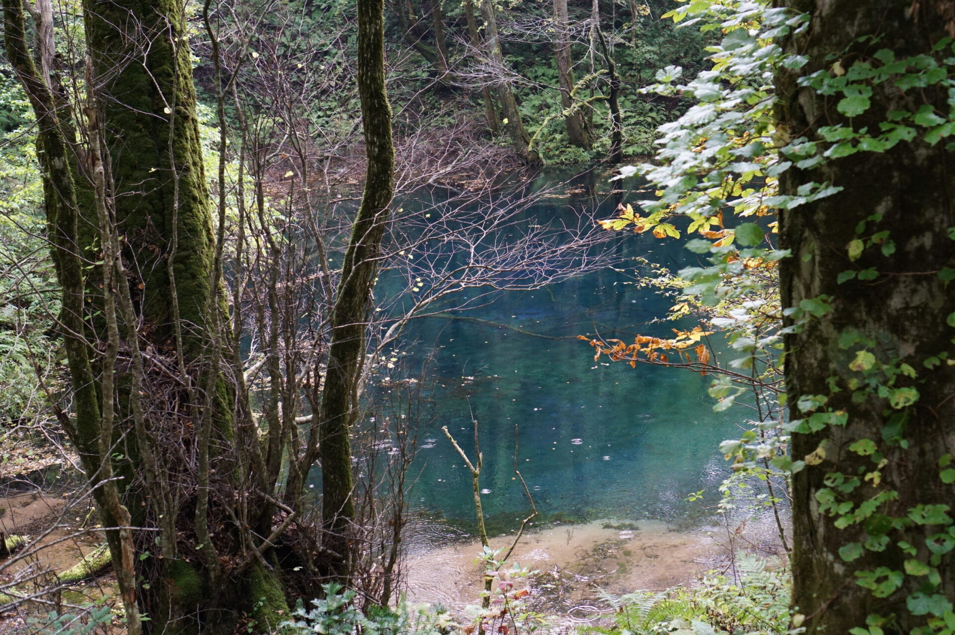 十二湖 沸壺の池