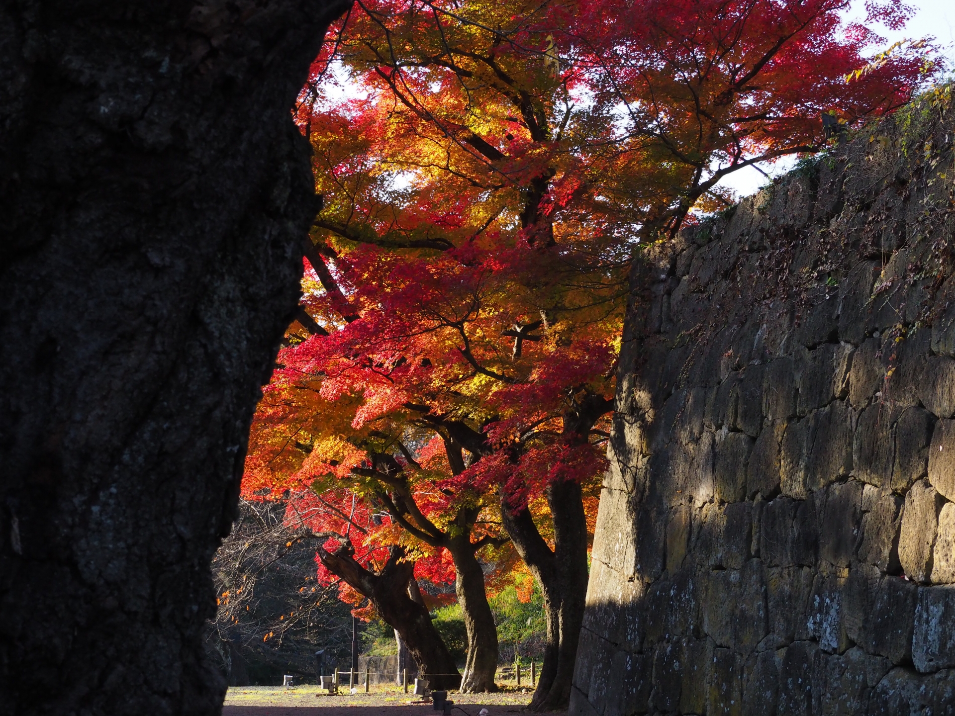 会津若松　鶴ヶ城　紅葉
