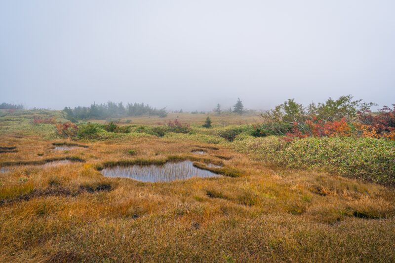 立山黒部アルペンルート　弥陀ヶ原　紅葉