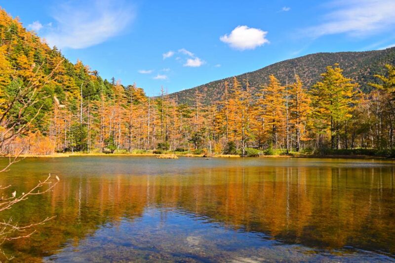 上高地　明神池　紅葉