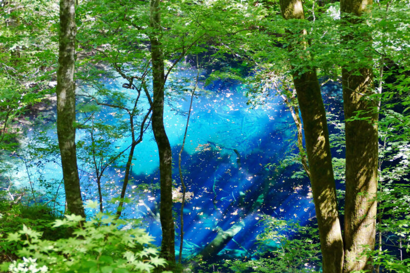 青池 ベストな時間帯の発色