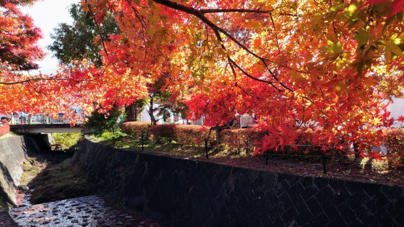 河口湖　紅葉　もみじ回廊