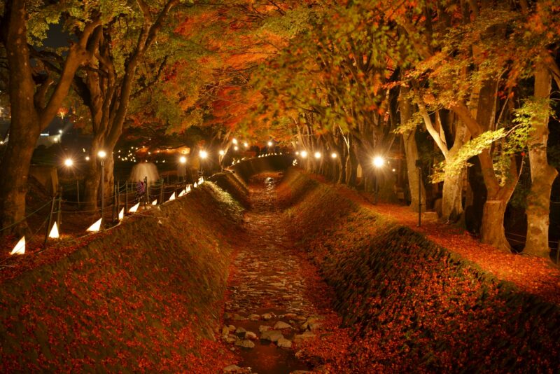 河口湖　もみじ回廊　紅葉ライトアップ