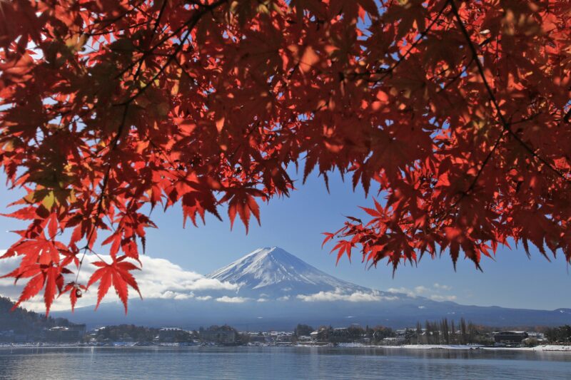 河口湖　紅葉　もみじトンネル