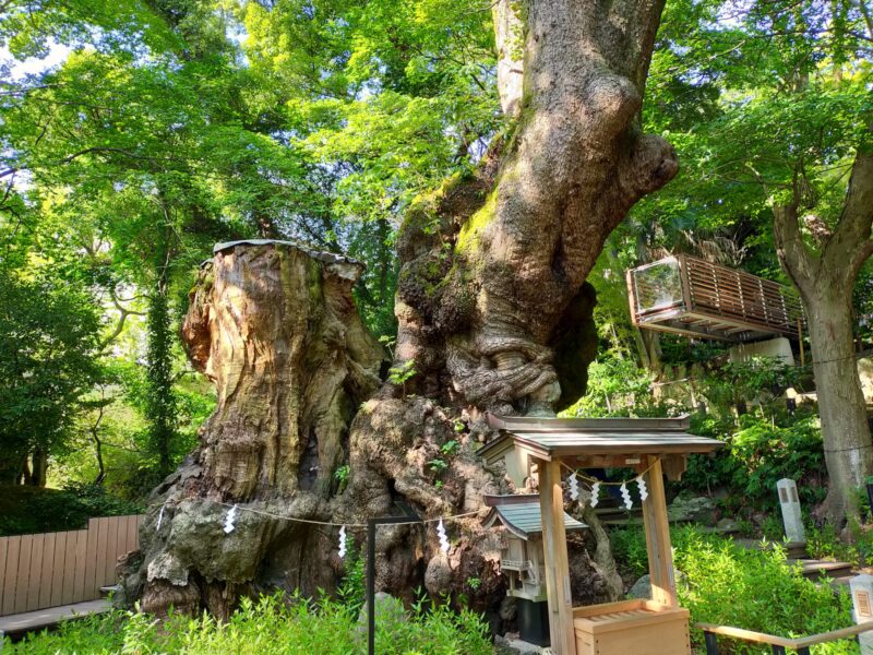 熱海　来宮神社　御神木　大楠