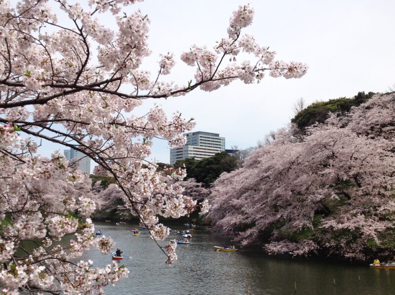 千鳥ヶ淵　満開の桜