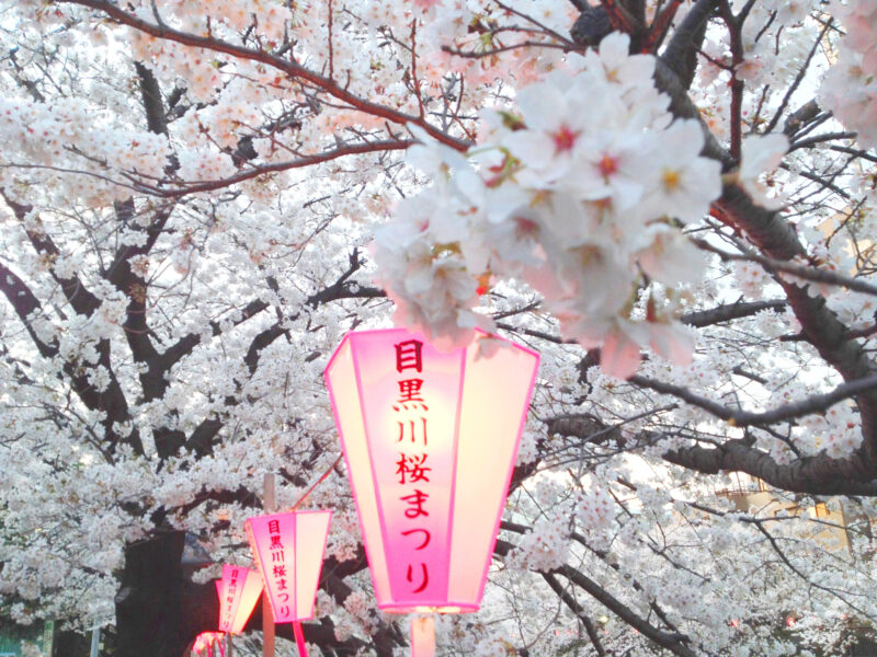 目黒川桜