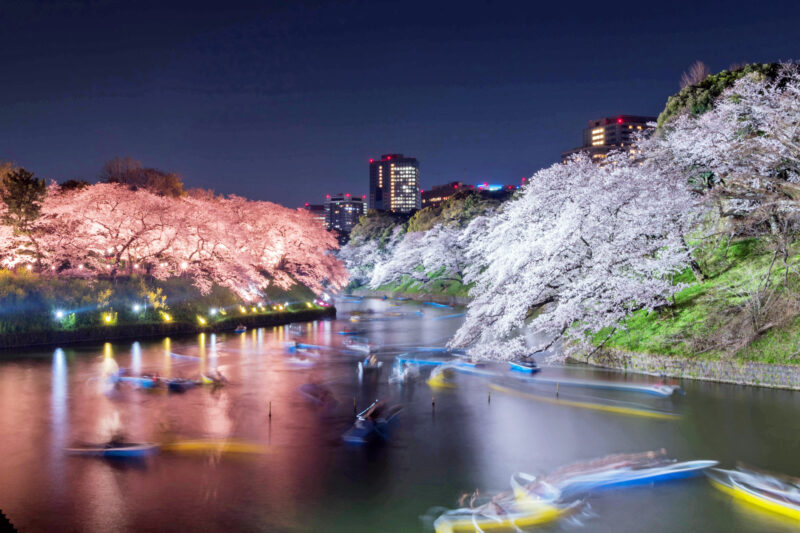 千鳥ヶ淵　夜桜　ボート