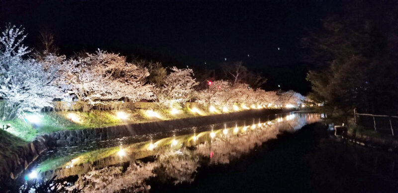  国宝　松本城　桜並木 光の回廊 