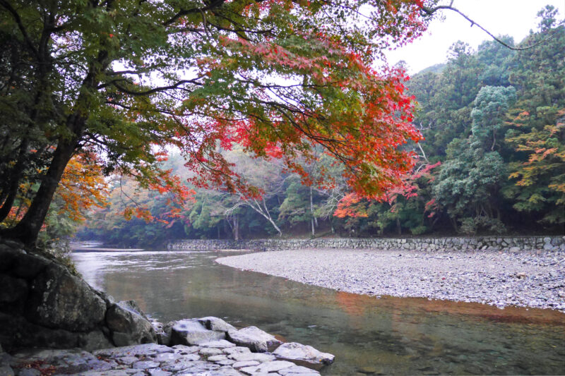 伊勢神宮　五十鈴川　紅葉