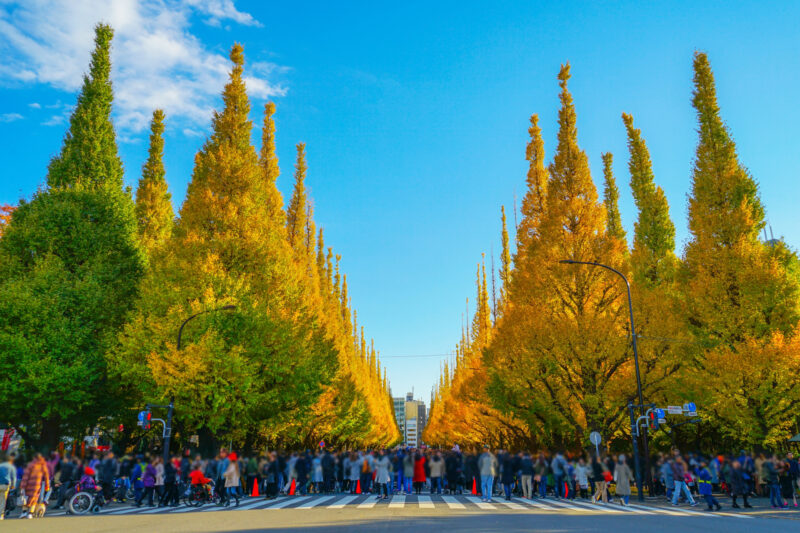 神宮外苑　いちょう並木