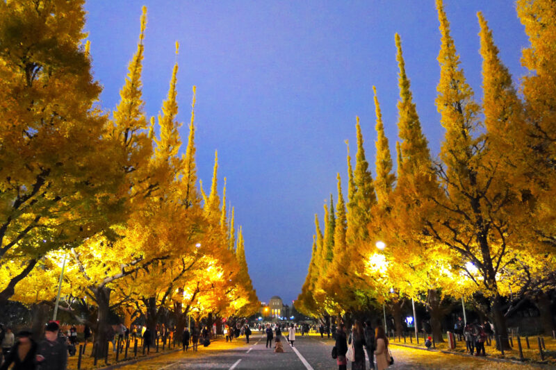 神宮外苑　いちょう並木　ライトアップ