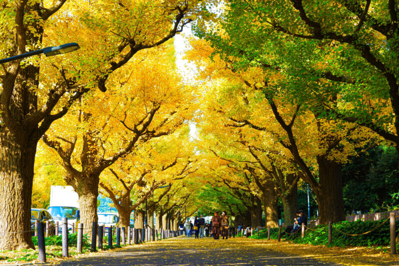 神宮外苑　いちょう並木