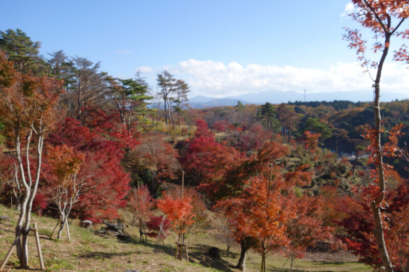 修善寺　修善寺自然公園　もみじ林　紅葉