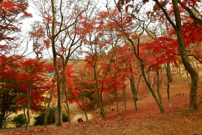 修善寺　修善寺自然公園　もみじ林