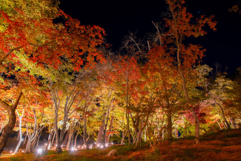 修善寺　修善寺虹の郷　紅葉ライトアップ