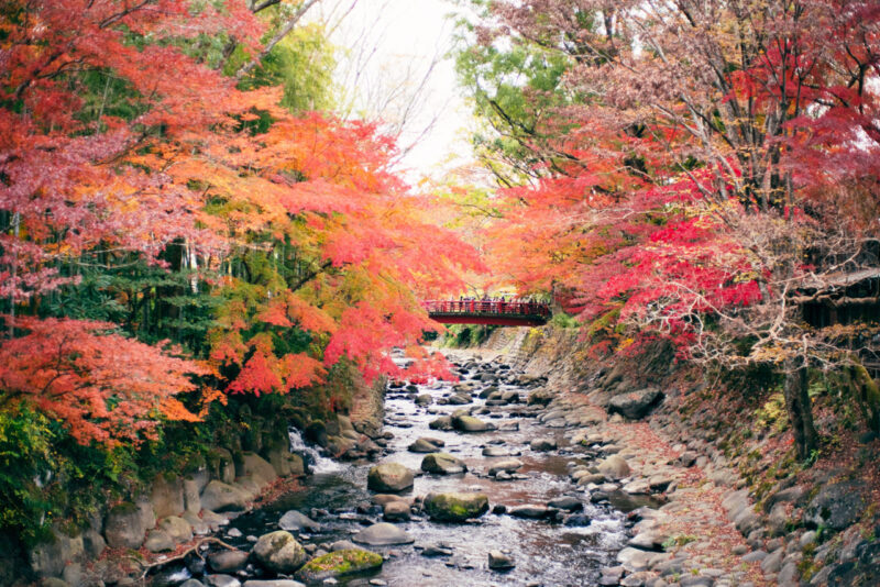 修善寺　桂川　紅葉