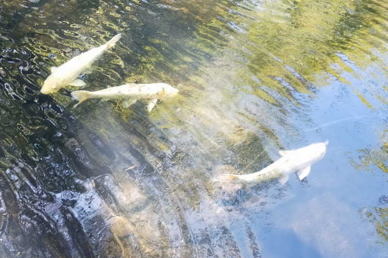 五色沼　毘沙門沼　錦鯉
