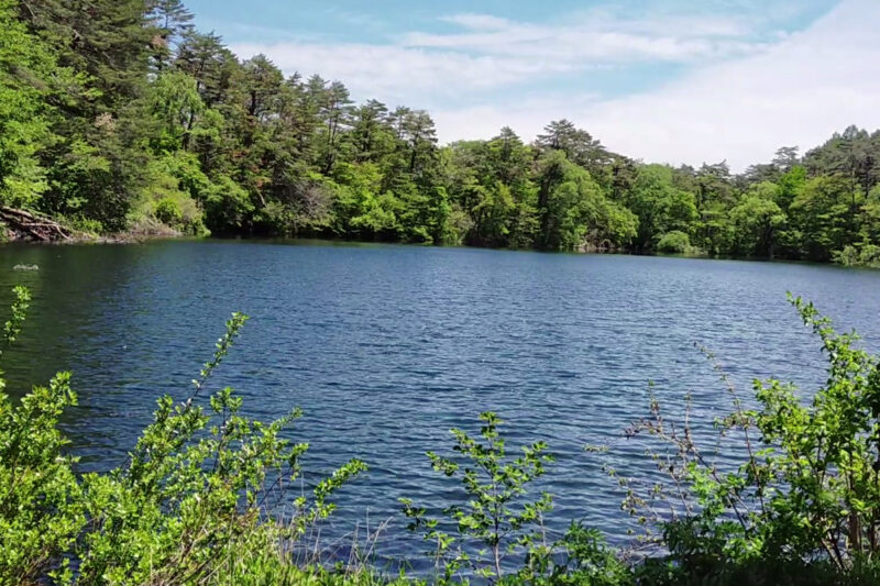 五色沼自然探勝路　柳沼