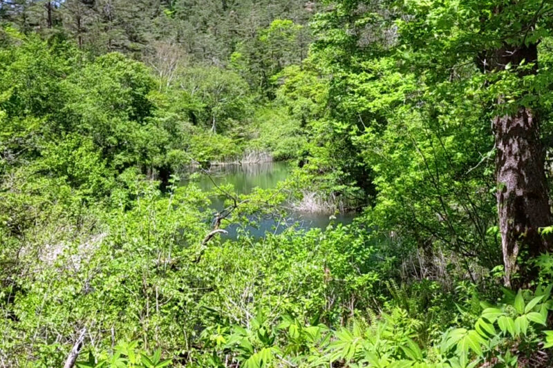 五色沼自然探勝路　竜沼