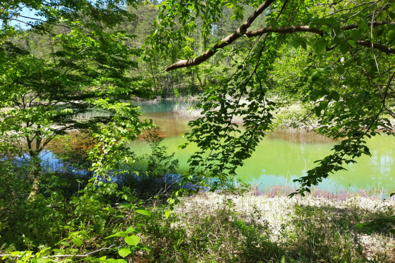 五色沼自然探勝路　みどろ沼