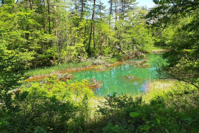 五色沼自然探勝路　赤沼