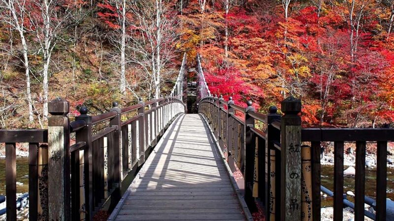 塩原渓谷　紅の吊橋 　紅葉