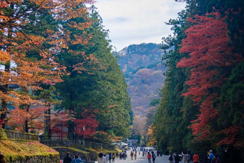 日光　東照宮　参道の紅葉