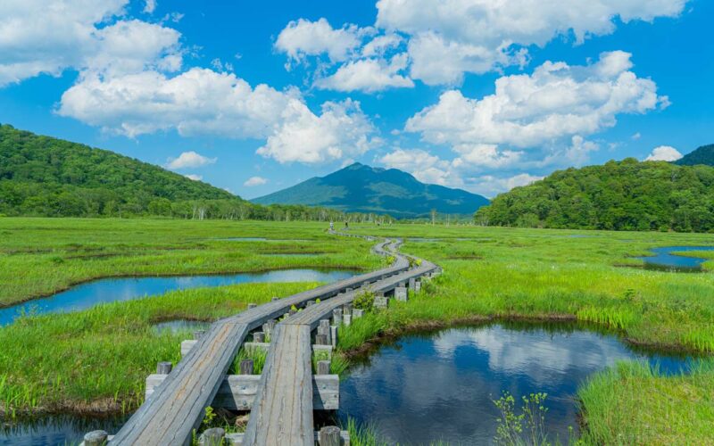 尾瀬 夏 木道と至仏山