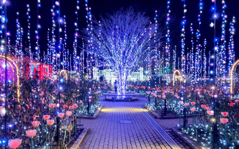 栃木　あしかがフラワーパーク　光のバラ園