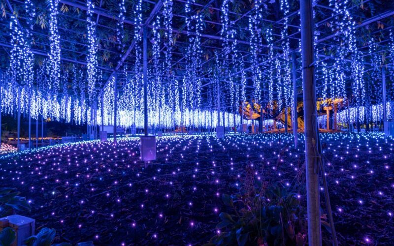 栃木　あしかがフラワーパーク　奇蹟の大藤