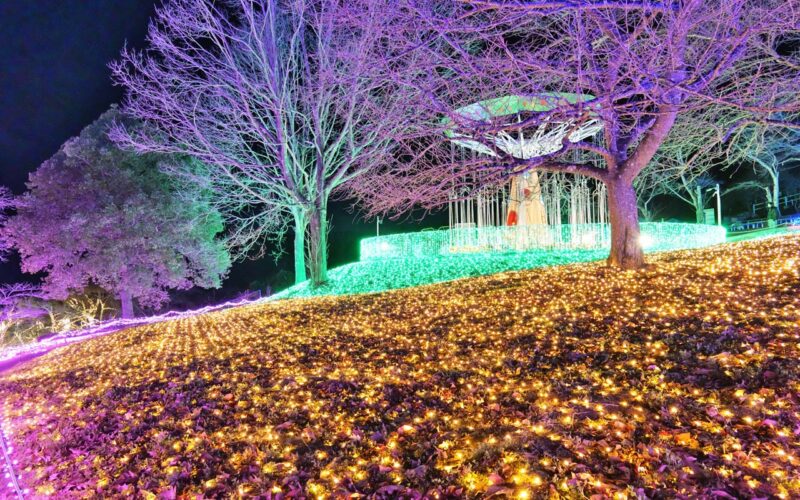 さがみ湖　イルミリオン　光の花畑