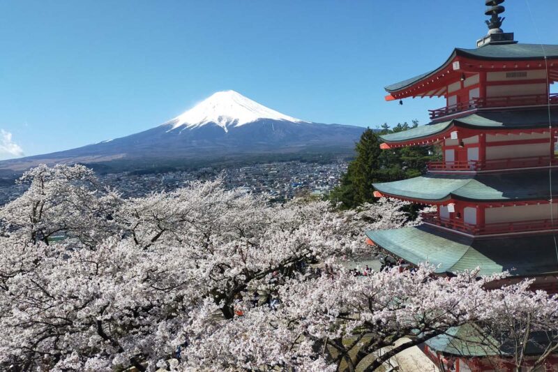 富士吉田市　新倉山浅間公園　桜