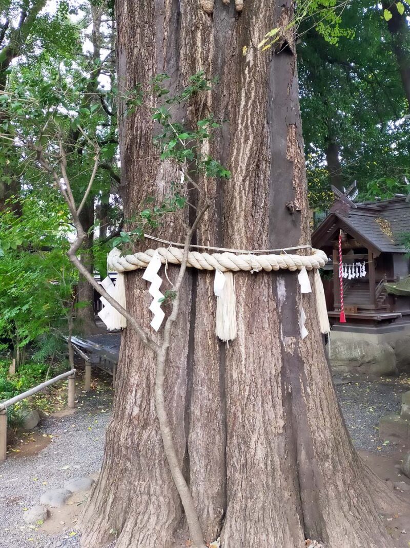 秩父　秩父神社　ご神木　大ケヤキ
