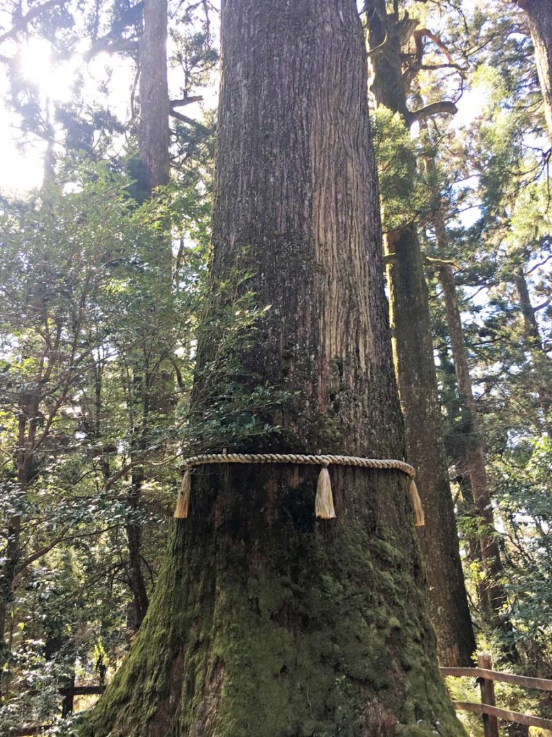 箱根 箱根神社 矢立杉(ご神木)