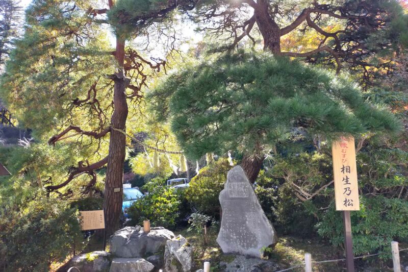 長瀞　宝登山神社　相生の松