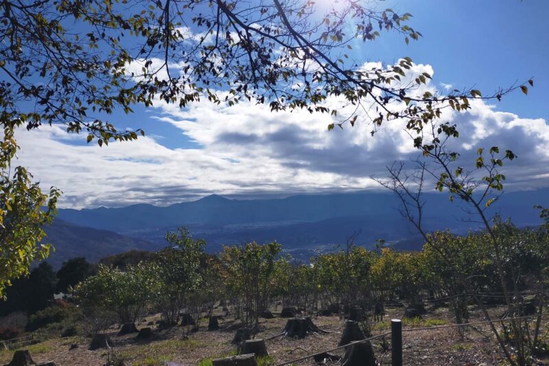 長瀞　宝登山　山頂エリア