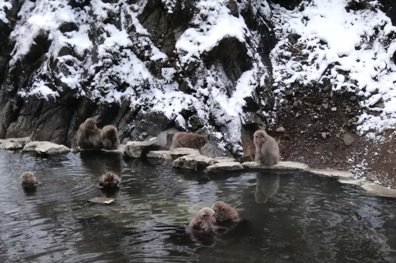地獄谷野猿公苑　温泉につかる猿