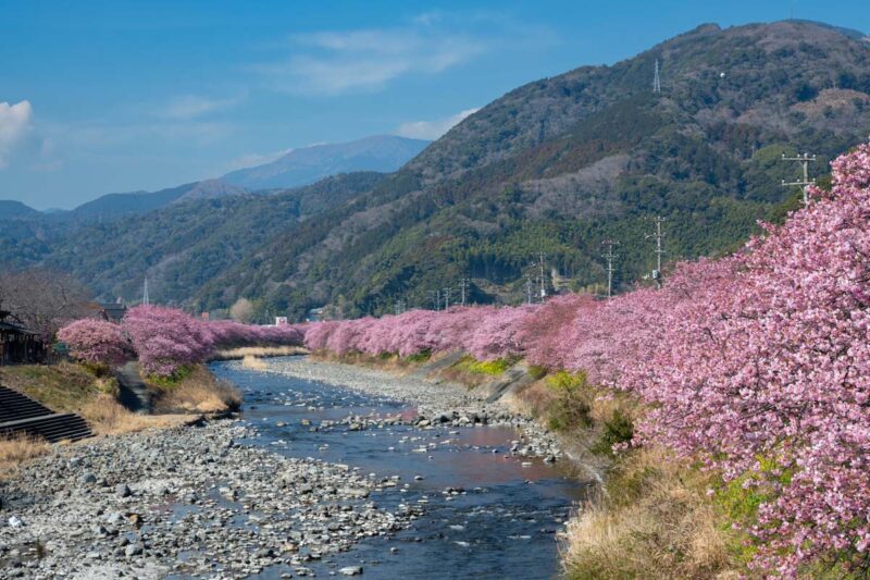 河津桜　河津川沿いの景色